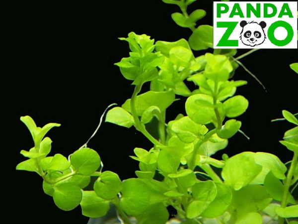 Bacopa australis- Бакопа южная L021