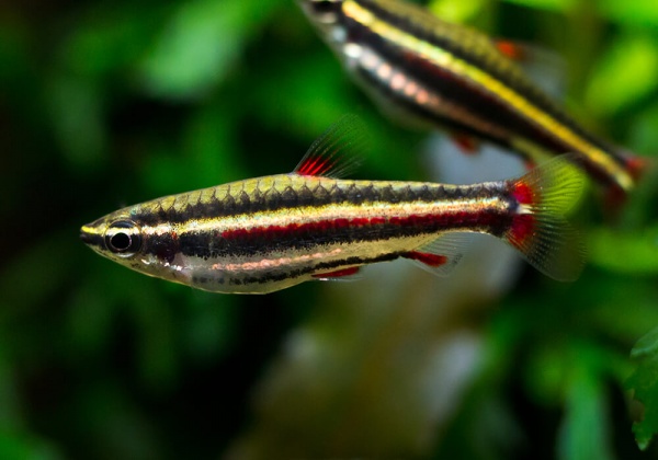 Нанностомус Маргинатус карликовый (Nannostomus marginatus)