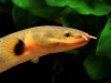 Каламоихт Калабарский [Calamoichthys calabaricus] Рыба-змея