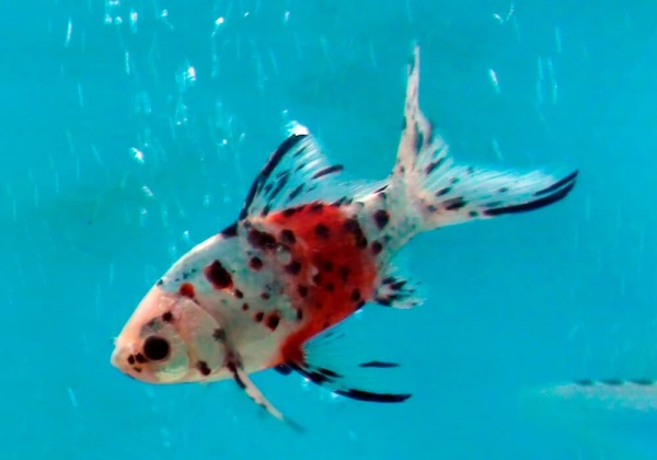 Золотая рыбка Шубункин красное тело (Goldfish Shubunkin red brocade)