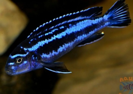 Цихлида Меланохромис Майнгано (Pseudotropheus cyaneorhabdos)