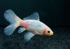 Золотая рыбка Шубункин бристольский белый (Goldfish Bristol Shubunkin white)