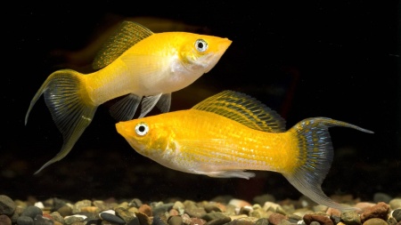 Моллинезия оранжевая лирохвостая (Poecilia sphenops orange Lyretail Molly)