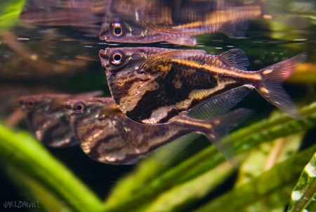 Карнегиелла мраморная (Carnegiella strigata)