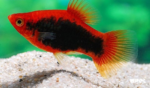 Пецилия красный смокинг (Xiphophorus maculatus toxedo red Platy)