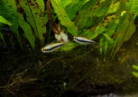 Тетра королевская Пальмери (Nematobrycon Palmeri) Тетра Императорская
