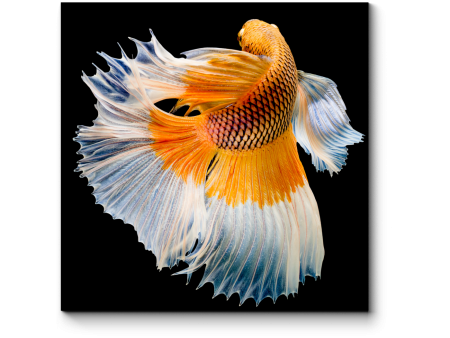 Петушок Халф Мун желтый бабочка самец (Betta splendens Halfmoon Yellow Butterfly)
