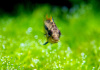 Цихлида Апистограмма Какаду (apistogramma-cacatuoides)