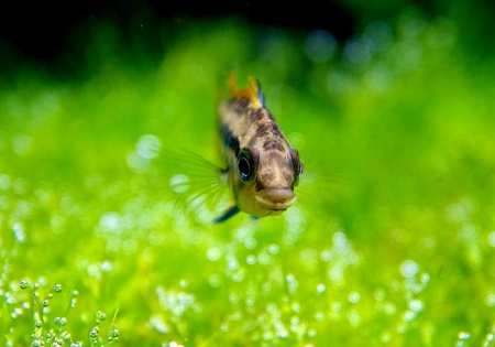 Цихлида Апистограмма Какаду (apistogramma-cacatuoides)