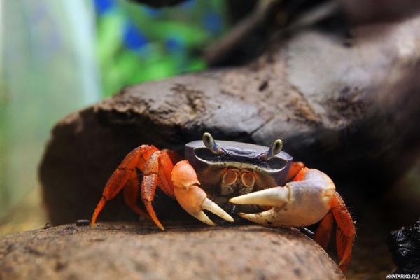 Краб радужный  (Cardisoma armatum) Самец