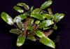 Криптокорина Вендта зеленая (cryptocoryne wendtii var. green)