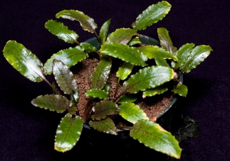 Криптокорина Вендта зеленая (cryptocoryne wendtii var. green)