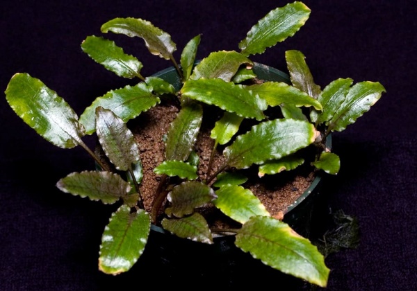 Криптокорина Вендта зеленая (cryptocoryne wendtii var. green)