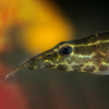 Макрогнатус глазчатый  (Macrognathus Aculeatus)  7-8 см