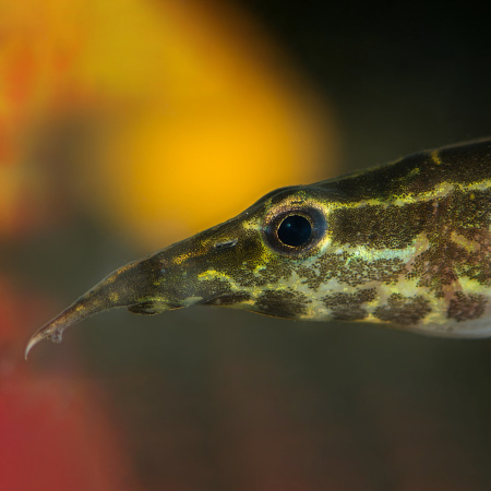 Макрогнатус глазчатый  (Macrognathus Aculeatus)  7-8 см