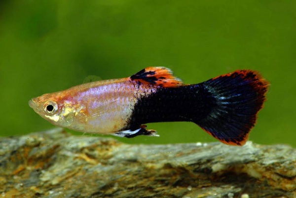 Гуппи смокинг розовый (Guppy Tuxedo Pink)