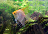 Скалярия Белая бриллиантовая (pterophyllum diamond)