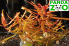 Ammannia sp. Senegalensis- Аммания Сенегаленсис L055