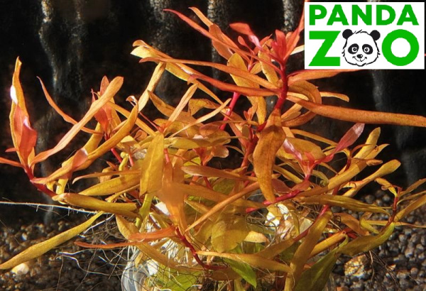 Ammannia sp. Senegalensis- Аммания Сенегаленсис L055