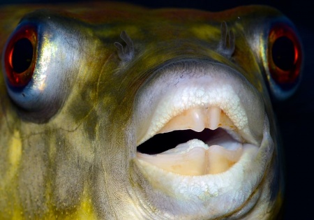 Тетрадон Фахака (Tetraodon fahaka) (2,5 см)