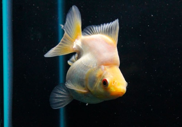 Риукин белый короткохвостый (Goldfish Ryukin white short tail)