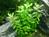 Бакопа Монье (Bacopa monnieri)