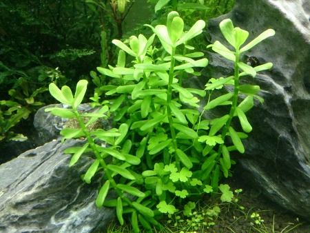 Бакопа Монье (Bacopa monnieri)