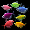 Тернеция Glo Fish ассорти (Gymnocorymbus ternetzi)  1,5-2 см