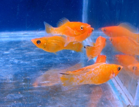 Моллинезия оранжевая (Poecilia sphenops orange Molly)