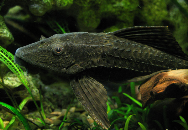 Плекостомус (Hypostomus plecostomus)  4,5-5 см.