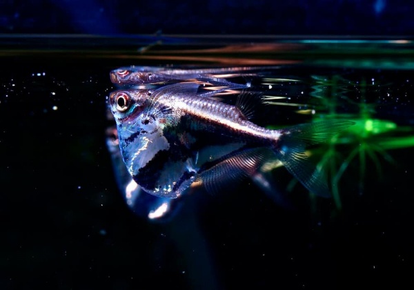 Карнегиелла мраморная (Carnegiella strigata)