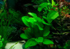Эхинодорус сердцелистный овальный (Echinodorus cordifolius Ovalis)