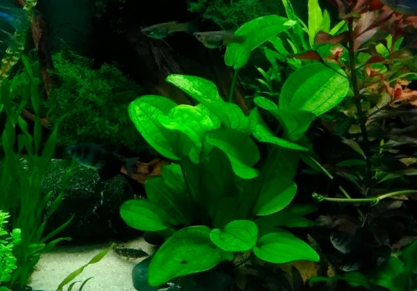 Эхинодорус сердцелистный овальный (Echinodorus cordifolius Ovalis)
