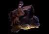 Оранда черная (Goldfish Oranda black) 10-12 см
