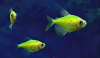 Тернеция Glo Fish Лимонная (Gymnocorymbus ternetzi)  1,5-2 см