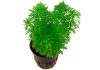 Лимнофила сидячецветковая (Limnophila sessiliflora)