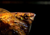 Карнегиелла мраморная (Carnegiella strigata)