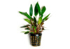 Криптокорина зеленая Беккета (Cryptocoryne beckettii viridifolia)