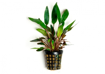 Криптокорина зеленая Беккета (Cryptocoryne beckettii viridifolia)