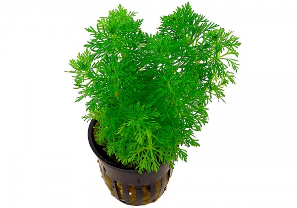 Лимнофила сидячецветковая (Limnophila sessiliflora)