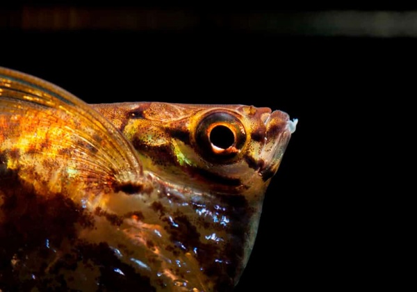 Карнегиелла мраморная (Carnegiella strigata)