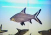Акулий Балу (Balantiocheilus melanopterus)
