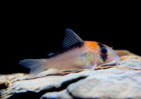 Коридорас Адольфа ( Corydoras zadolfi) сом