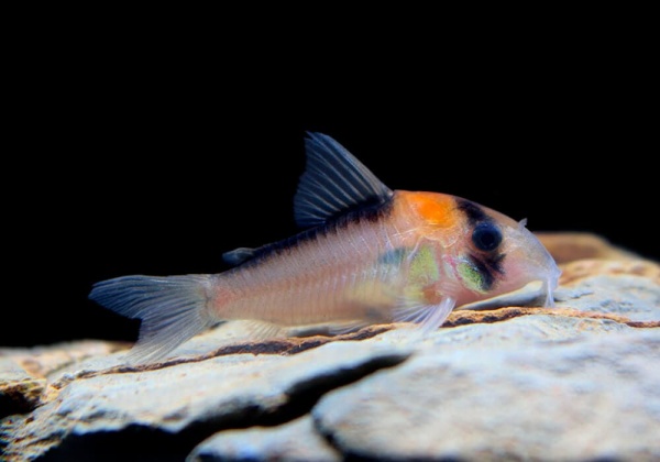 Коридорас Адольфа ( Corydoras zadolfi) сом
