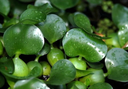 Водный гиацинт или Эйхорния красивейшая  (Eihornia-crassipes)