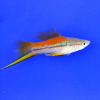 Меченосец Геллера неоновый (Xiphophorus helleri Neon)