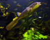 Тетрадон Мбу (Tetraodon mbu) Гигантский 25 см