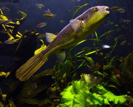 Тетрадон Мбу (Tetraodon mbu) Гигантский 25 см