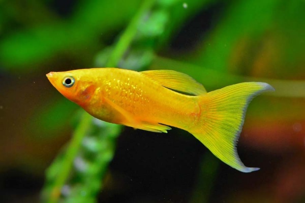 Моллинезия желтая лирохвостая (Poecilia sphenops Gold Molly)