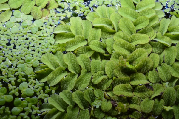 Сальвиния Плавающая  (Salvinia)